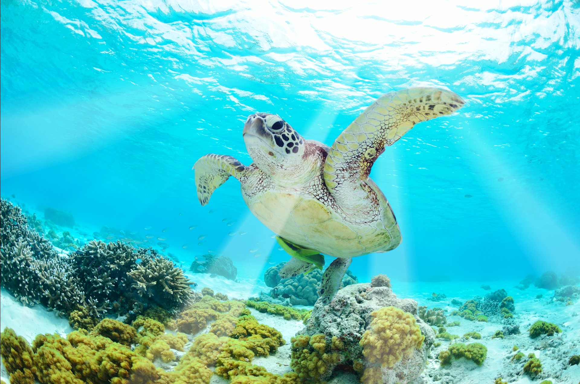 Green turtles and loggerhead turtles can be spotted on the Karpaz Peninsula