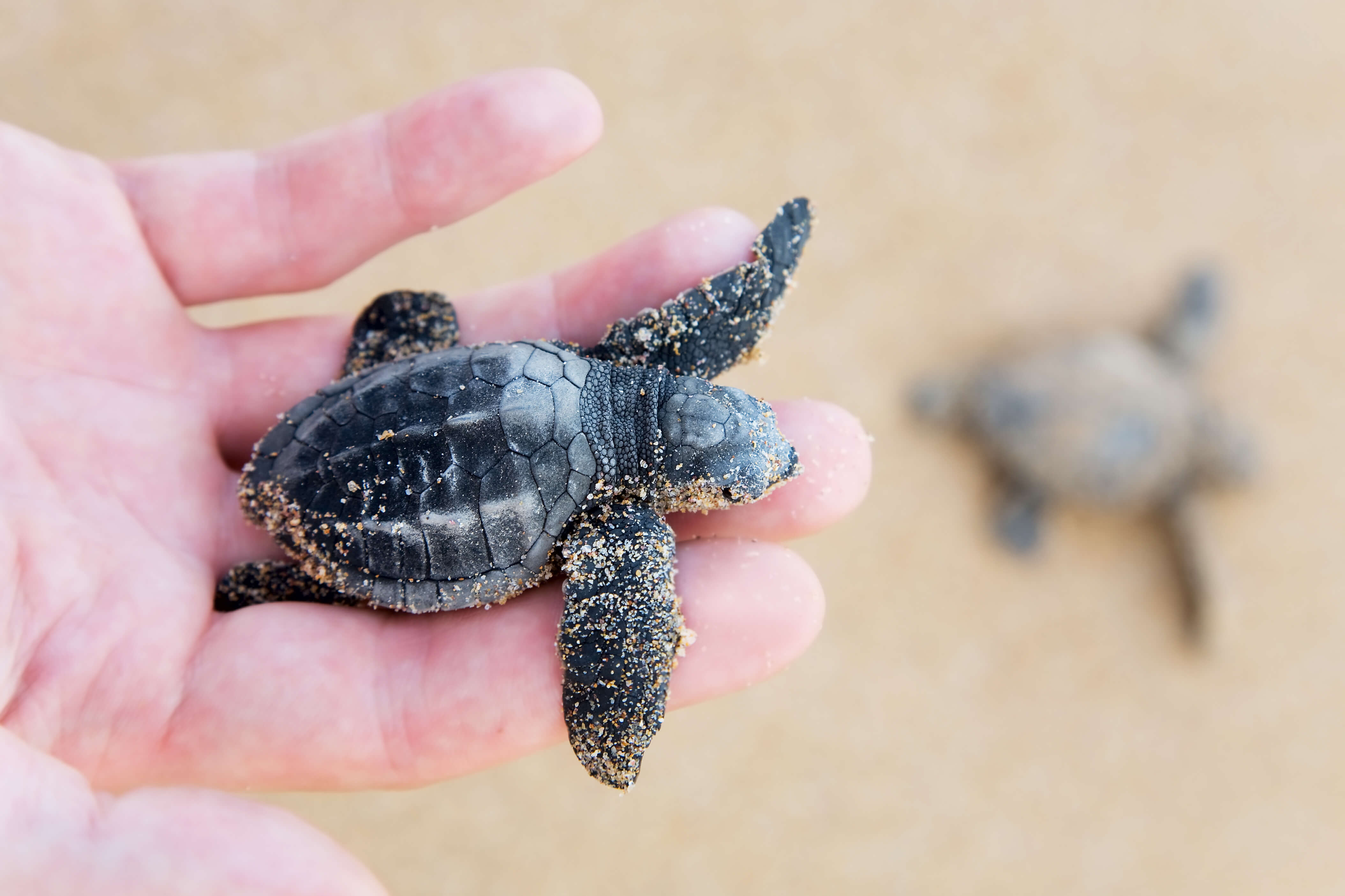 baby loggerhead caretta caretta
