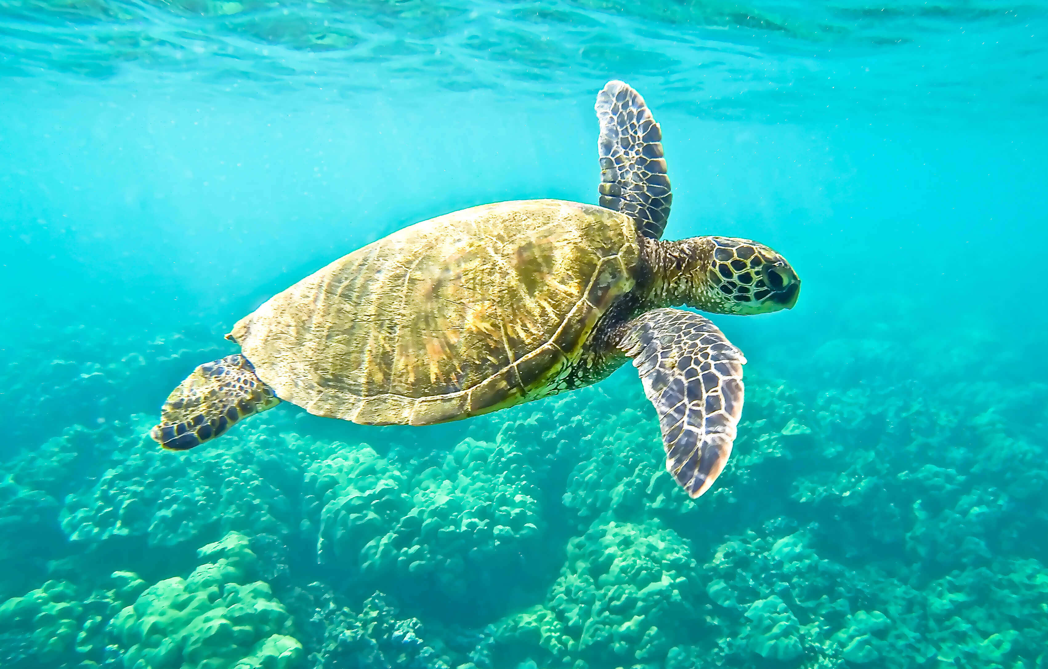 Green Turtle, North Cyprus