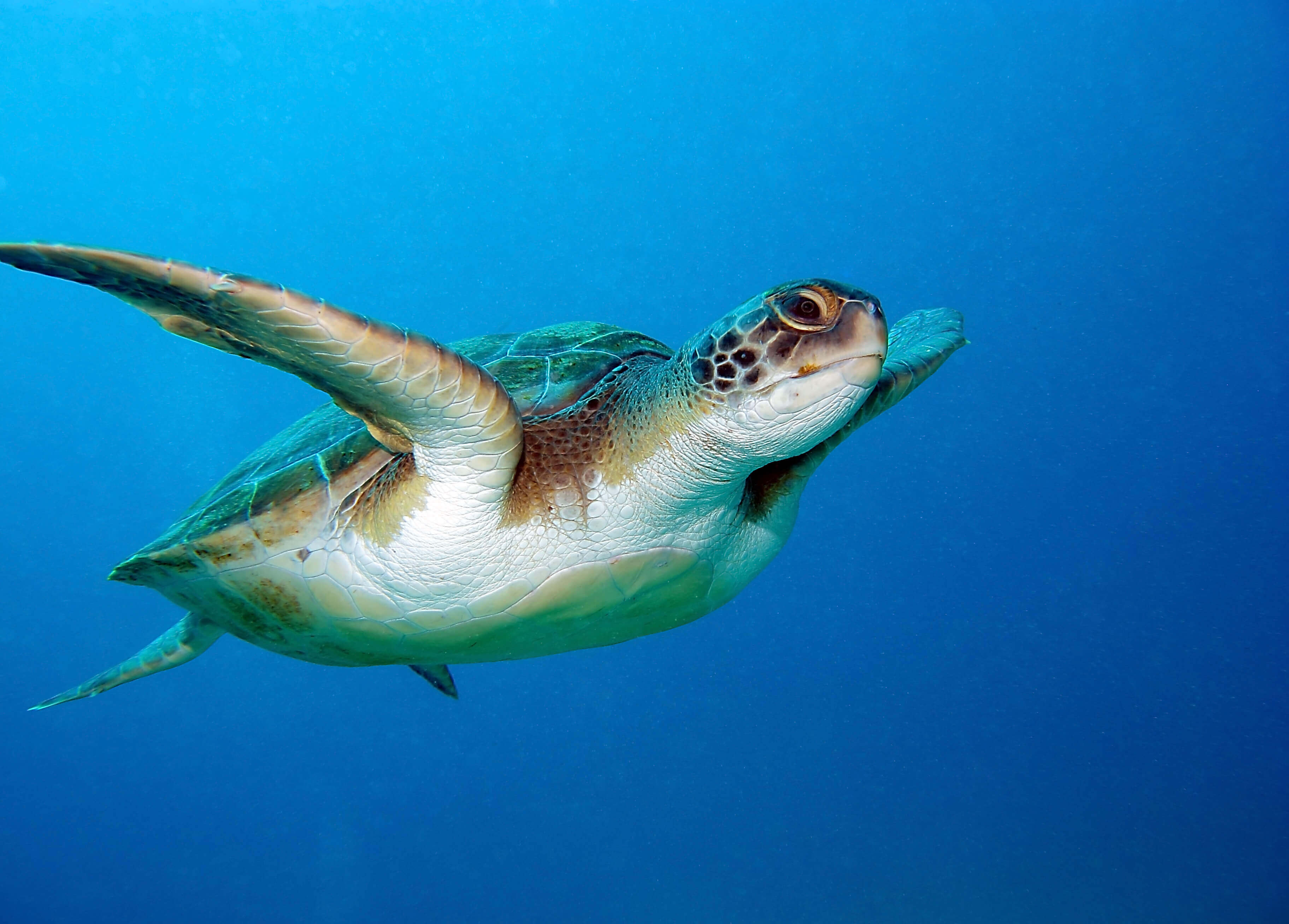 north cyprus green turtle