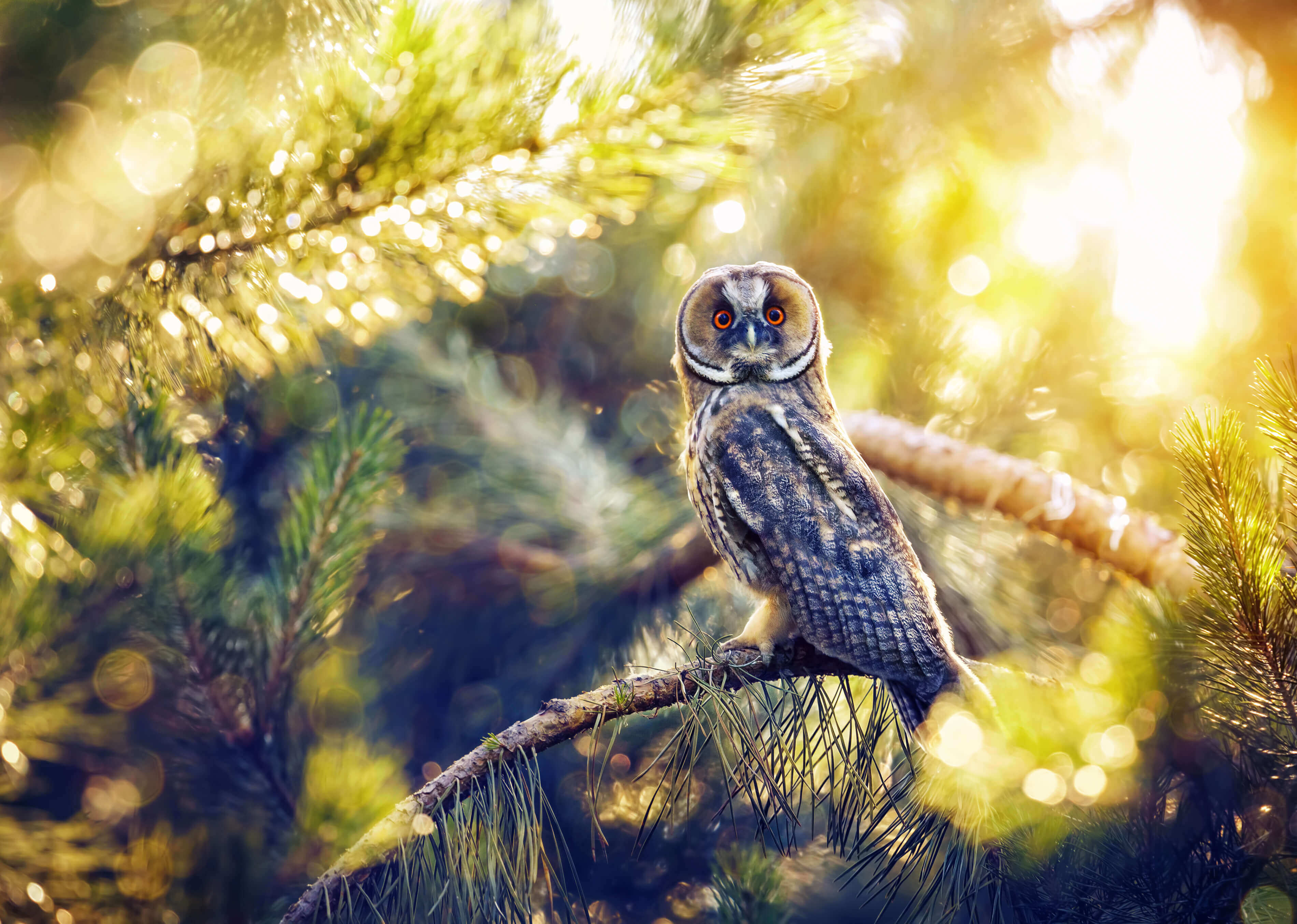 The Scops Owl, North Cyprus