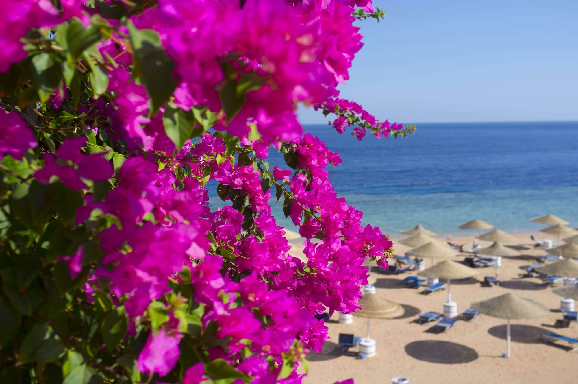 Beautiful bougainvillea grows all around the island