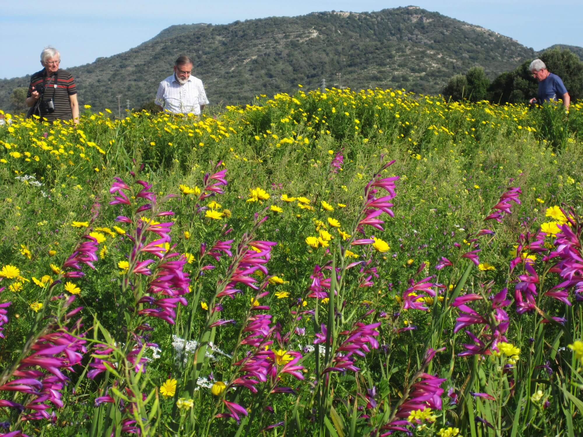 Gladiolus italicus flowers, North Cyprus