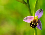 north cyprus bee orchid