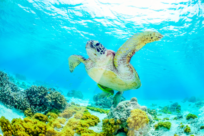 Turtles in North Cyprus