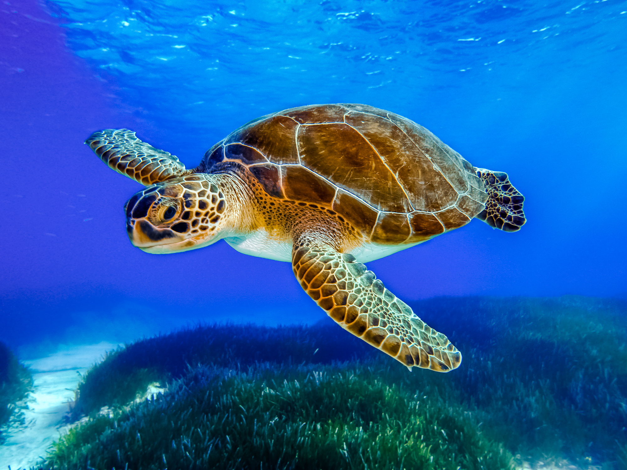 Green Turtles, North Cyprus